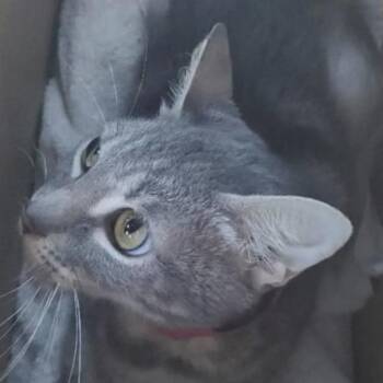 Domestic Short Hair Cats Available for Adoption in Los Angeles, California - Cindy | PetCurious