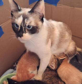 Rescue Domestic Short Hair Cats for Adoption in Mount Pleasant, Texas - Belladonna | PetCurious