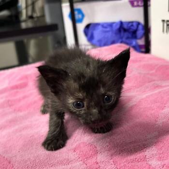 Allison (Red Collar) -  Domestic Short Hair Cat for Adoption in League City, Texas - Allison (Red Collar) | PetCurious