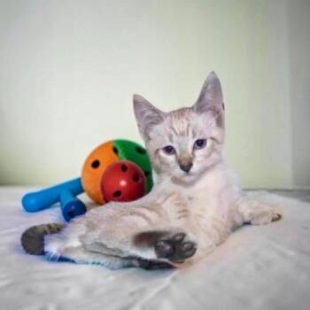 Tiffany -  Siamese and Domestic Short Hair Cat for Adoption in San Diego, California - Tiffany | PetCurious