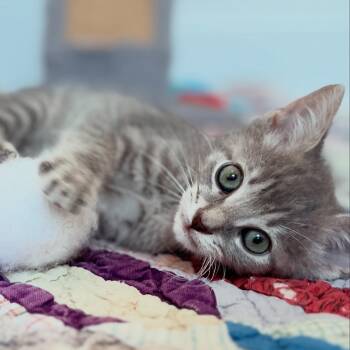 Elios -  Domestic Medium Hair Cat Available for Adoption in New Bern, North Carolina - Elios | PetCurious