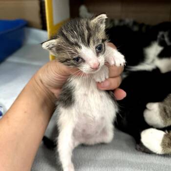 Domestic Short Hair Cats Available for Adoption in Long Beach, California - Brie | PetCurious