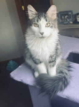Rescue Domestic Medium Hair and Tabby Cats for Adoption in Skyline, Minnesota - Miso | PetCurious