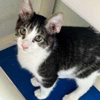 Clay -  Domestic Short Hair Cat for Adoption in Austin, Texas - Clay | PetCurious