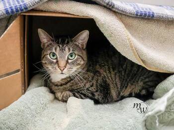 Domestic Short Hair Cats Available for Adoption - LANEY | PetCurious