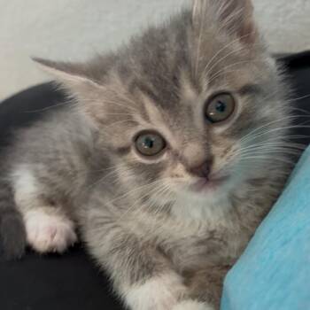 Smokey -  Domestic Short Hair Cat for Adoption in La Grange, Kentucky - Smokey | PetCurious