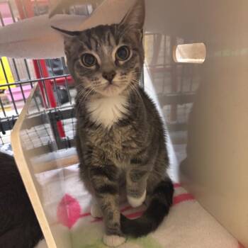 Crayon -  Domestic Short Hair Cat Available for Adoption in Los Angeles, California - Crayon | PetCurious
