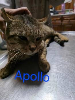 Rescue Highland Fold Cats for Adoption in Zimmerman, Minnesota - Apollo | PetCurious