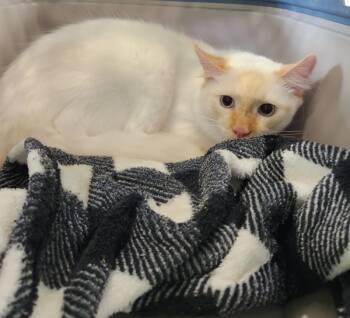 Rescue Domestic Medium Hair Cats for Adoption in Cleveland, Tennessee - Twinkie | PetCurious