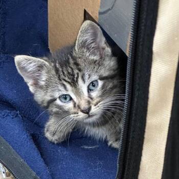 Drax -  Domestic Short Hair Cat for Adoption in Milan, Illinois - Drax | PetCurious