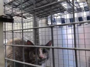 Domestic Short Hair Cats Available for Adoption in Tulsa, Oklahoma - MOLLY | PetCurious