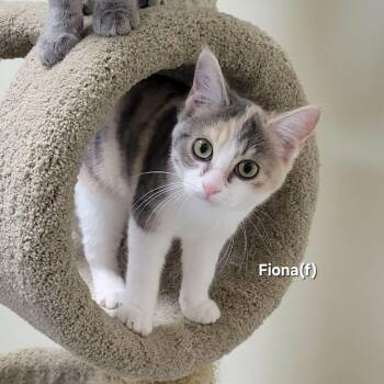 Fiona -  Dilute Calico Cat for Adoption in Mazon, Illinois - Fiona | PetCurious