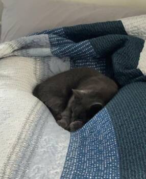 Rescue Domestic Short Hair Cats for Adoption in Verona, Pennsylvania - Blue And Jax | PetCurious