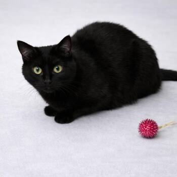 Domestic Short Hair Cats Available for Adoption in Wichita, Kansas - Mr. Runt | PetCurious