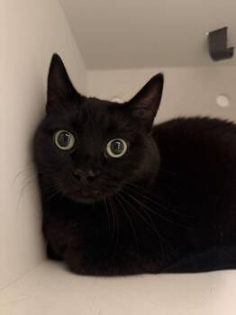 Prism -  British Shorthair and Domestic Short Hair Cat for Adoption in Fruit Heights, Utah - Prism | PetCurious