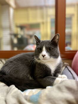 Rescue Domestic Short Hair Cats for Adoption in Blasdell, New York - Oscar | PetCurious