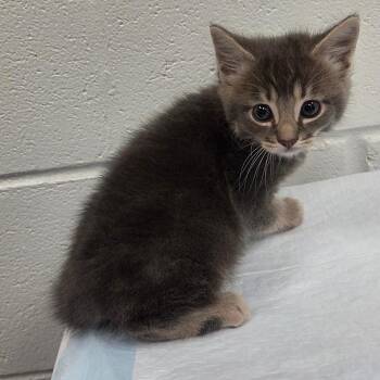 Mac -  Domestic Short Hair Cat for Adoption in Chattanooga, Tennessee - Mac | PetCurious