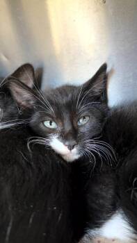 Domestic Short Hair Cats Available for Adoption in Pomona, New York - Chunky Monkey | PetCurious