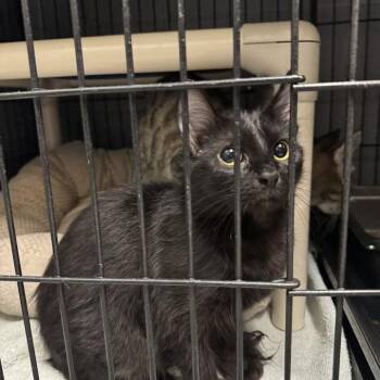 Autumn -  Domestic Long Hair Cat for Adoption in Columbus, North Carolina - Autumn | PetCurious
