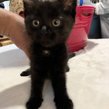 Appaloosa -  Domestic Short Hair Cat for Adoption in Detroit Lakes, Minnesota - Appaloosa | PetCurious