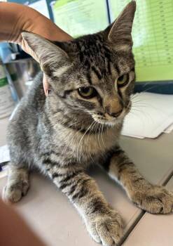 *Shanti* -  Domestic Short Hair Cat for Adoption in Salt Lake City, Utah - *Shanti* | PetCurious