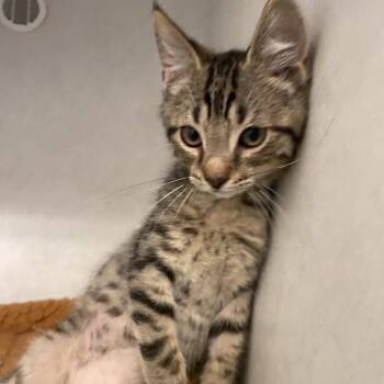 Fred -  Domestic Short Hair Cat for Adoption in Dayton, Ohio - Fred | PetCurious