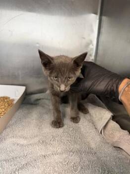 61278819 -  Domestic Medium Hair Cat for Adoption in El Paso, Texas - 61278819 | PetCurious