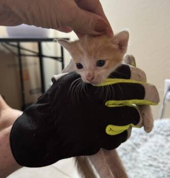 Lore -  Domestic Short Hair Cat for Adoption in Glendale, Arizona - Lore | PetCurious