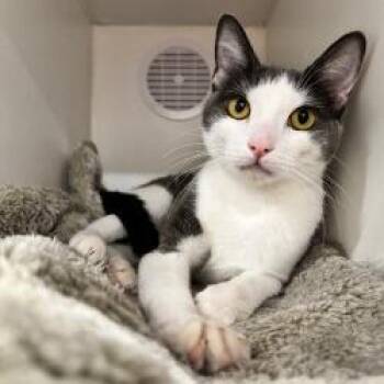 Princess (Plata) -  Domestic Short Hair Cat for Adoption in Phoenix, Arizona - Princess (Plata) | PetCurious