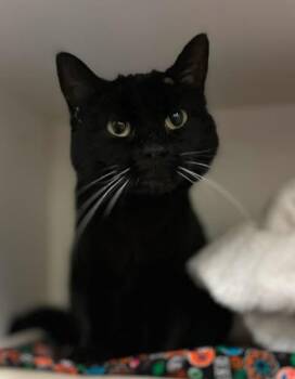 Helena -  Domestic Short Hair Cat for Adoption in Fruit Heights, Utah - Helena | PetCurious
