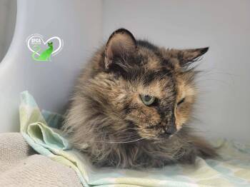 Cassy -  Domestic Long Hair Cat for Adoption in Delson, Quebec - Cassy | PetCurious