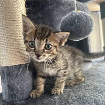 Kit & Kat -  Domestic Short Hair Cat for Adoption in Ardsley, New York - Kit & Kat | PetCurious