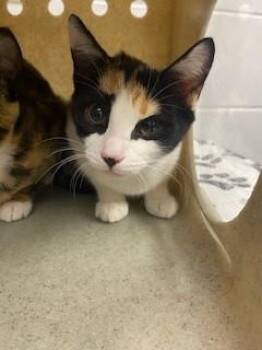 JESSIE -  Domestic Short Hair Cat for Adoption in St. Cloud, Florida - JESSIE | PetCurious