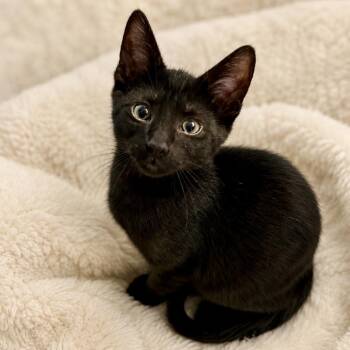 Aries & Orion -  Domestic Short Hair and Tabby Cat for Adoption in Brierfield, Alabama - Aries & Orion | PetCurious