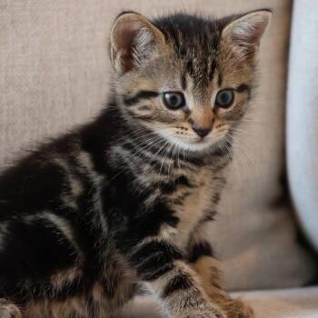 26-227 Roma -  Domestic Short Hair Cat for Adoption in North Branford, Connecticut - 26-227 Roma | PetCurious