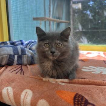 Garlic -  Domestic Short Hair Cat for Adoption in Fresno, California - Garlic | PetCurious