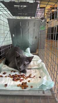 Arredondo Feral 5 -  Domestic Short Hair Cat for Adoption in New Braunfels, Texas - Arredondo Feral 5 | PetCurious