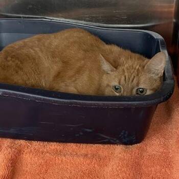 Domestic Short Hair Cats Available for Adoption in Port Charlotte, Florida - Boo-boo | PetCurious