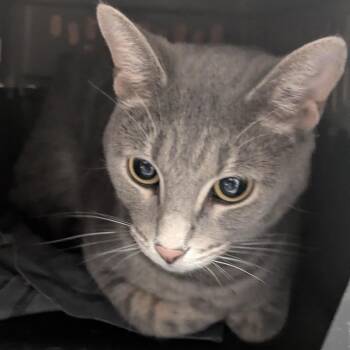 Willard -  Domestic Short Hair Cat for Adoption in Chicago, Illinois - Willard | PetCurious