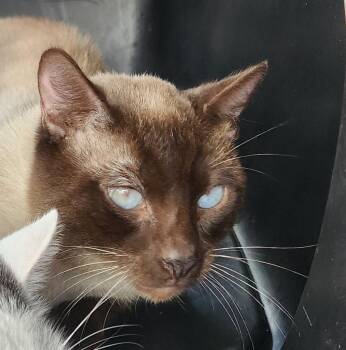 Siamese Cats Available for Adoption - Chunk | PetCurious