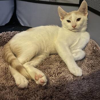 Rescue Tabby Cats for Adoption in Phoenix, Arizona - Orange Julius | PetCurious