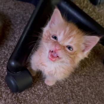 Rescue Domestic Short Hair Cats for Adoption in Monroe, Michigan - Fennec | PetCurious