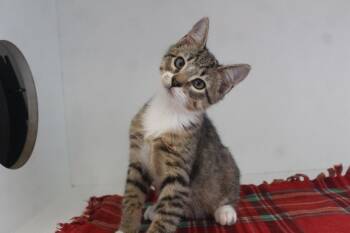 Jupiter -  Domestic Short Hair Cat for Adoption in Chestertown, Maryland - Jupiter | PetCurious