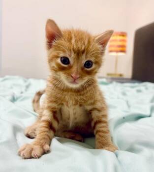 Bob -  Domestic Short Hair Cat for Adoption in Columbia, Illinois - Bob | PetCurious