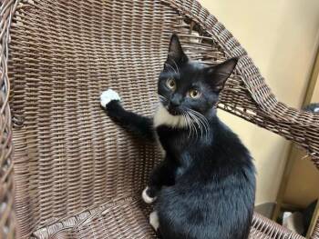 Rescue Domestic Short Hair Cats for Adoption in Chicago, Illinois - Nee-Chee | PetCurious
