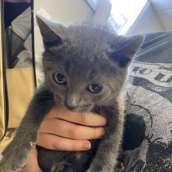 Bluey -  Domestic Short Hair Cat for Adoption in Pawling, New York - Bluey | PetCurious