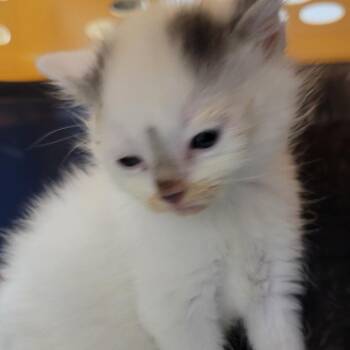 Asher -  Domestic Short Hair Cat for Adoption in Milan, Illinois - Asher | PetCurious