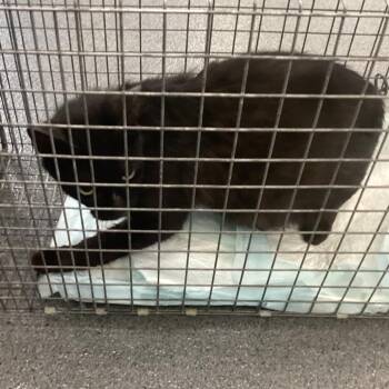 Domestic Short Hair Cats Available for Adoption in Montgomery, Alabama - Maroni | PetCurious