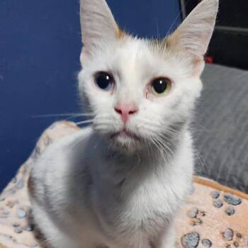 Vivian - Mostly white calico -  Domestic Short Hair Cat for Adoption in Defiance, Ohio - Vivian - Mostly White Calico | PetCurious