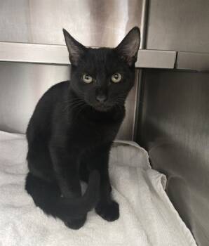 Rescue Domestic Short Hair Cats for Adoption in Jacksonville, Florida - NIGHTSHADE | PetCurious